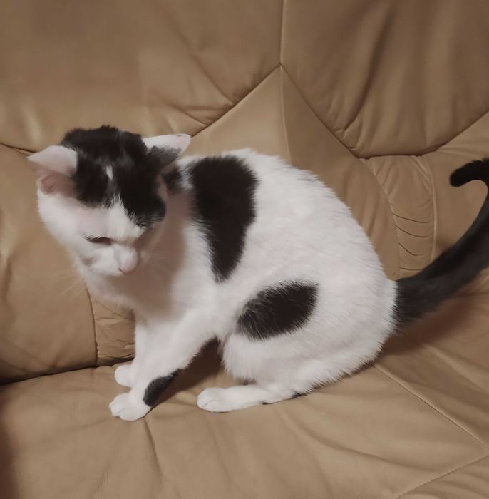 Kotka biało-czarna, Sosnowiec lub Kraków