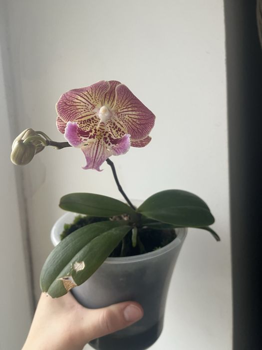 Орхідея. Зараз квітне