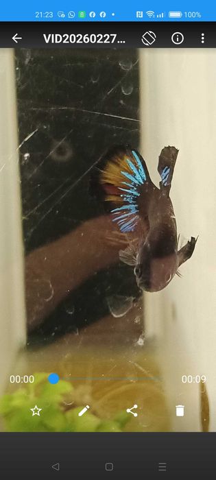 Bettas avatar hmpk