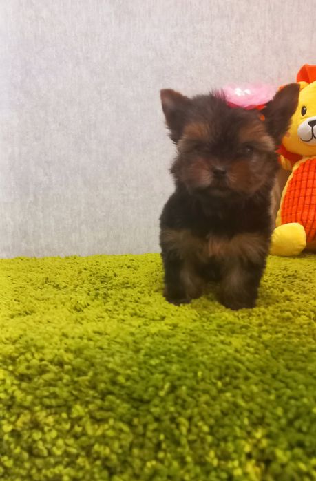Цуценята Йоркширського тер'єра