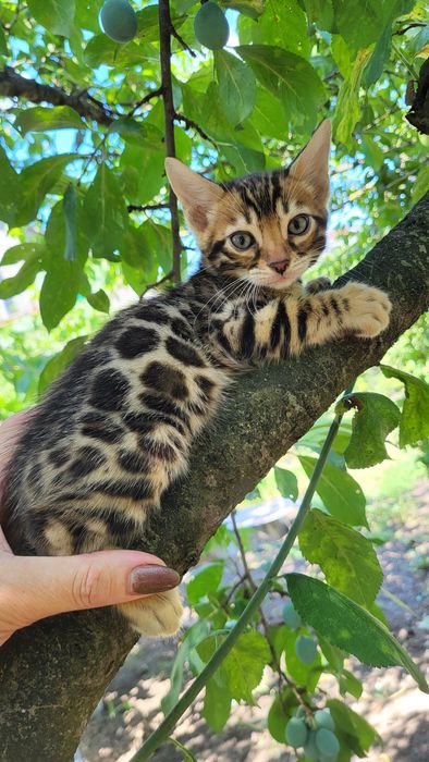 Бенгалы от клубных родителей