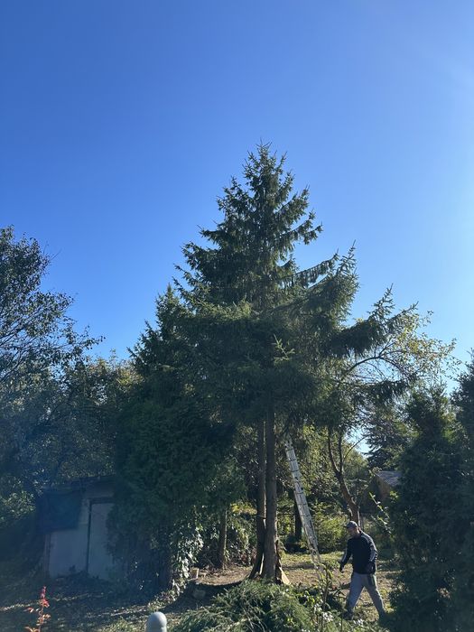 Wycinka drzew, koszenie trawy