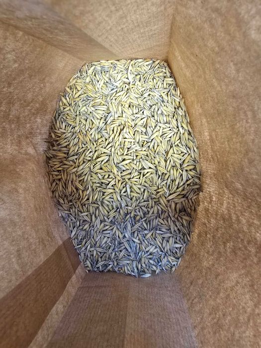 Owies paszowy workowany 30kg cena za worek