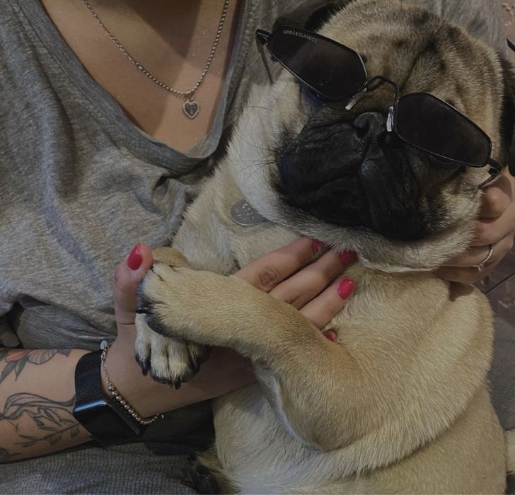 В’язка мопса!