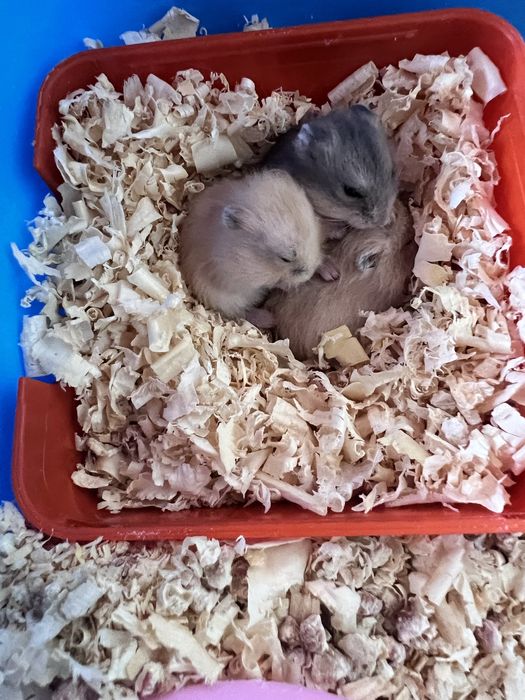 Хомячки джунгарики