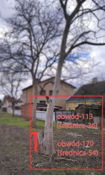 Orzech włoski na pniu