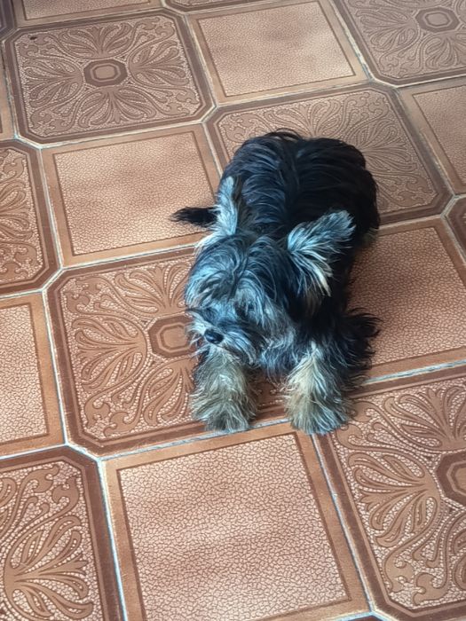 Linda cachorrinha Yorkshire Terrier , miniatura ,com 4 meses e meio ,1