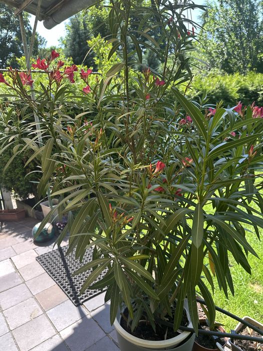 Oleander kwiaty czerwone