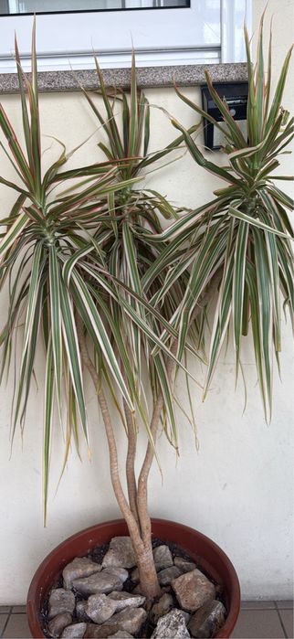 Vendo planta  Dracaena Marginata Grande com Vaso e Pedra - Dragoeiro-de-Madagaskar)