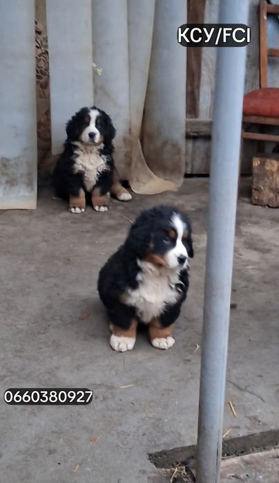 Бернські Зенненхунди[BERNER SENNENHUND]