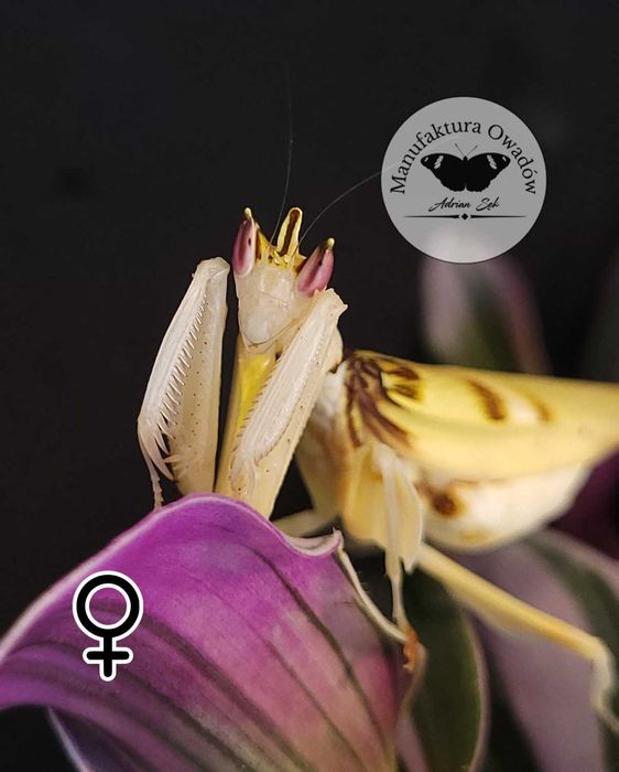 Hymenopus coronatus, modliszka storczykowa L2