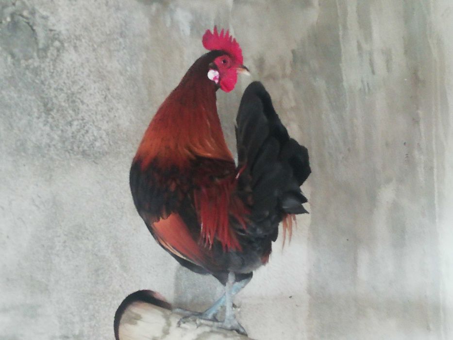 (Galo Bankiva Vermelho), Gallus gallus gallus