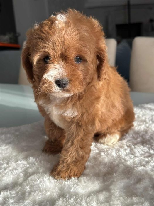 Cudowna sunia Cavapoo