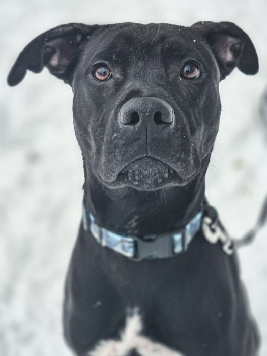 Młody pies w typie TTB szuka domu  / do adopcji