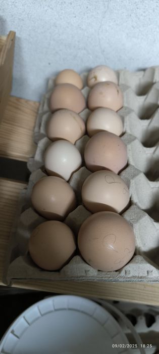 Ovos galados Branca portuguesa e Pedrez