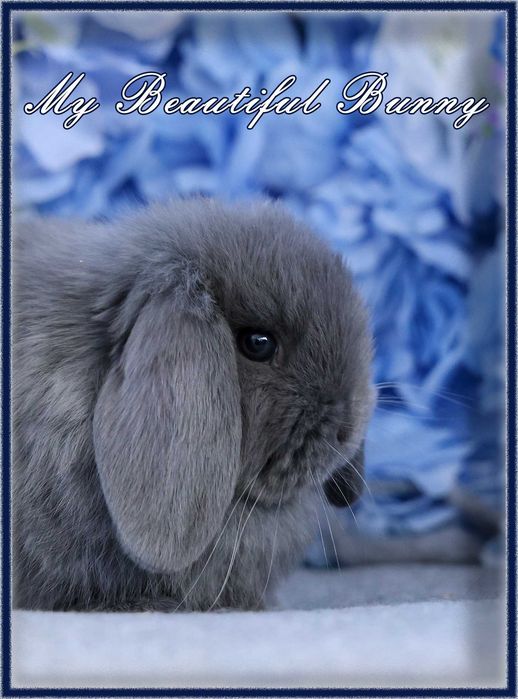 Piękny Królik Mini Lop - Niebieski