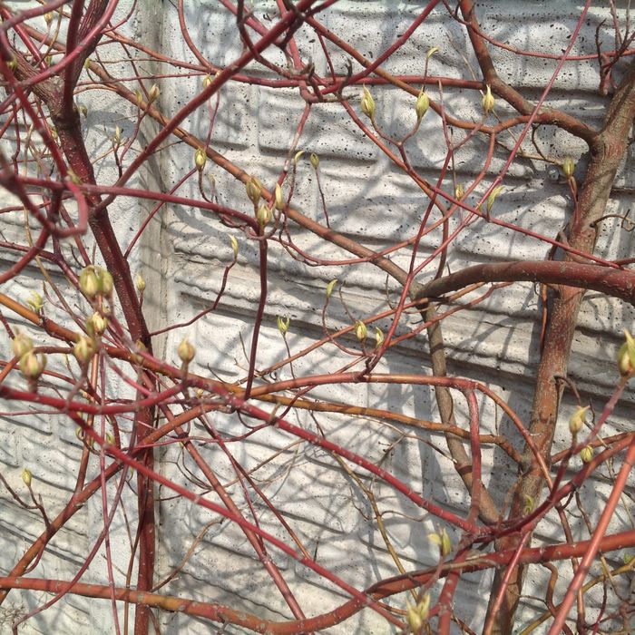 Жасмін , багаторічні рослини