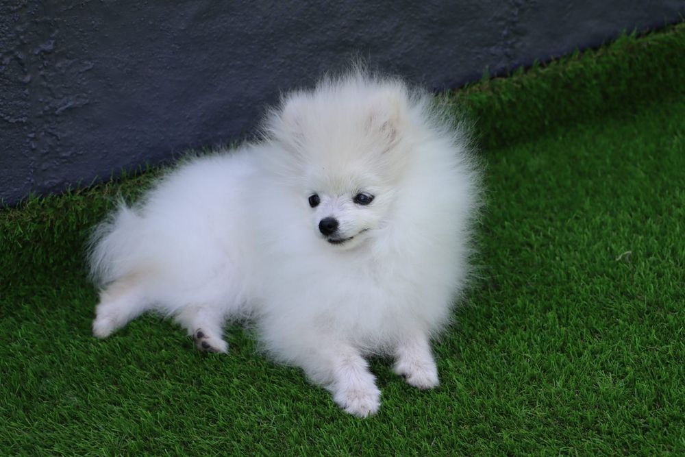 MINI Spitz lulu Pomerânia