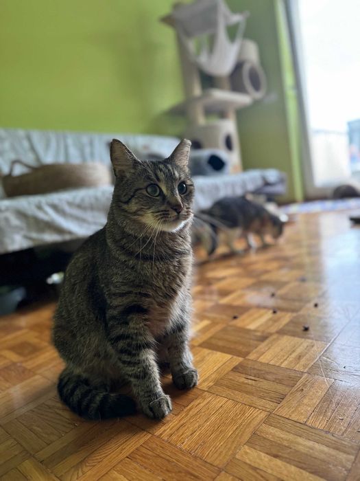 Bury Racuch czeka na dom! – kocurek do adopcji