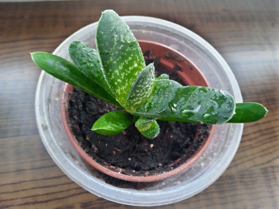Gasteria odnóżki