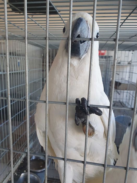 Catatua Albas  casal ja com cités