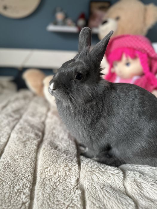 Krolik szary miniaturka dorosly
