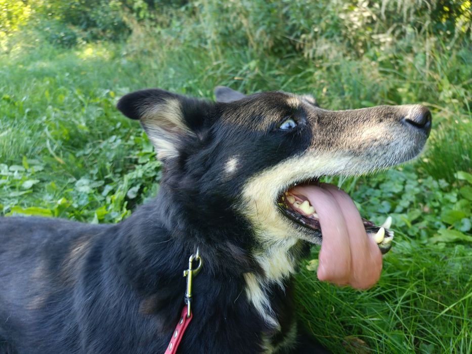 niebieskooki Drej szuka domu!