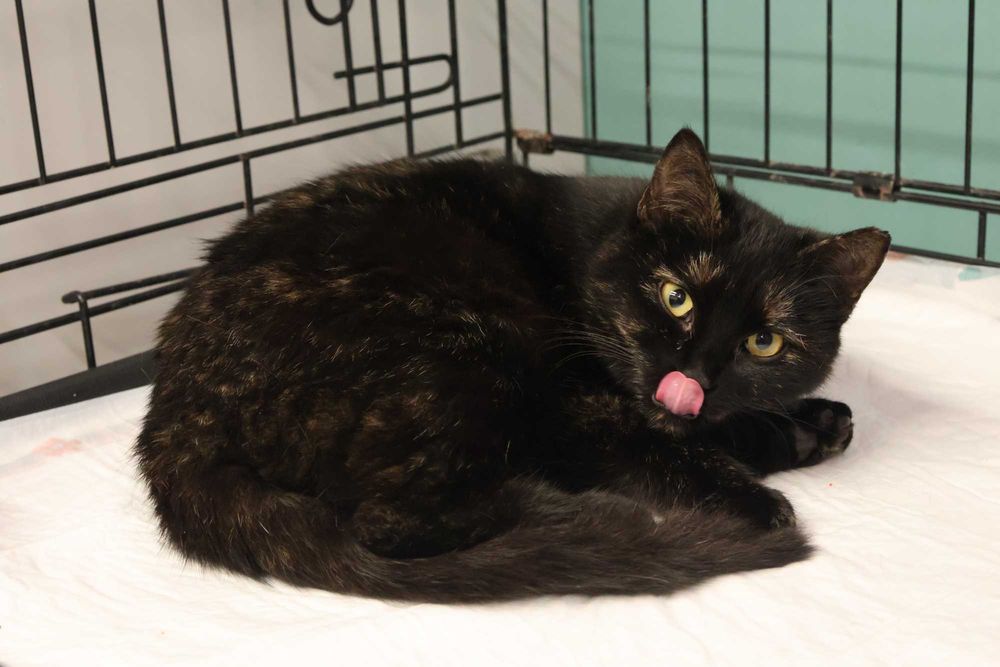 Ośmiomiesięczna, przemiziasta koteczka