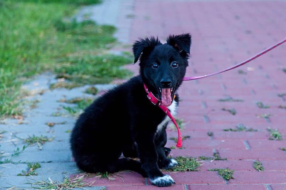 Цуценята безкоштовно