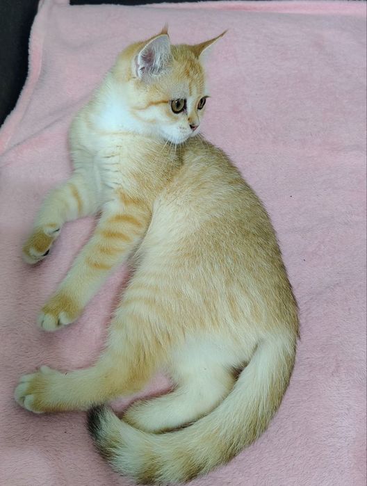 Шотландські кошенята