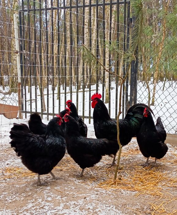 Jaja lęgowe australorp