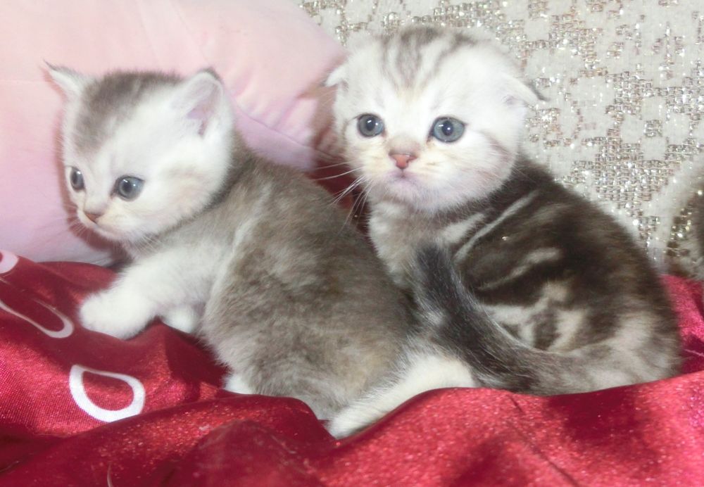 Чудові шотландські кошенята