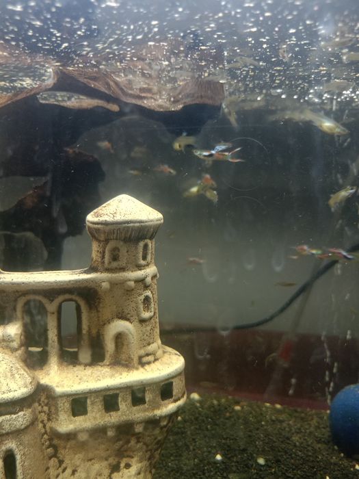 Gupiki Endlera ok. 40 szt