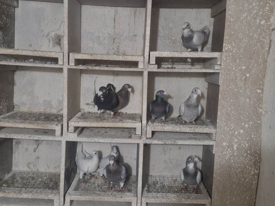 Gołębie staropolskie 9 sztuk