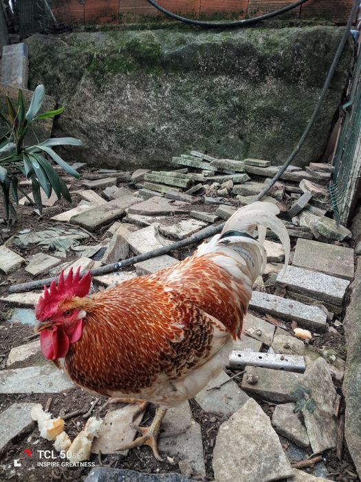 Vendo galo adulto retirar na lameira Celorico de basto