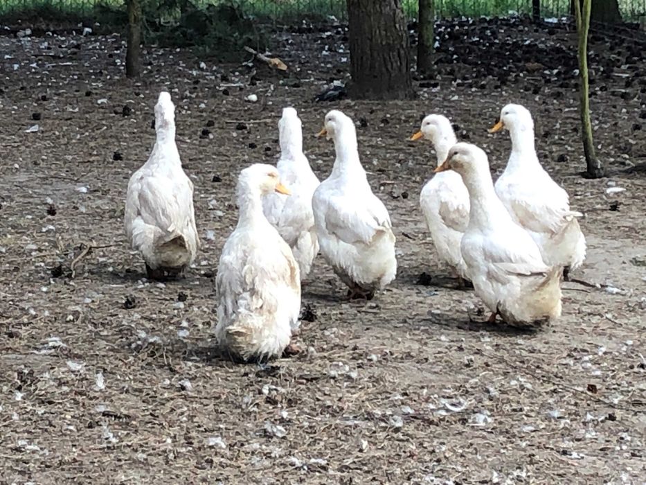 Pekin Niemiecki Jaja Lęgowe