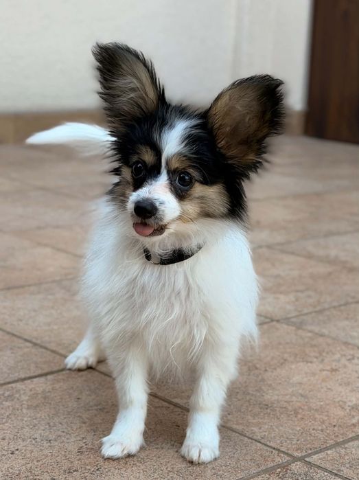 Papillon suczka ZKwP