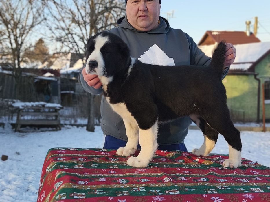 Ексклюзивна дівчинка середньоазіатської вівчарки (алабай)