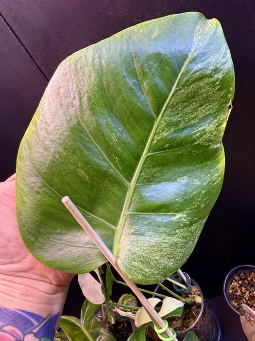Monstera NOID  Monstera Mint  kolekcjonerska