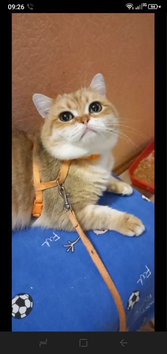 Золота шиншила милий джентельмен