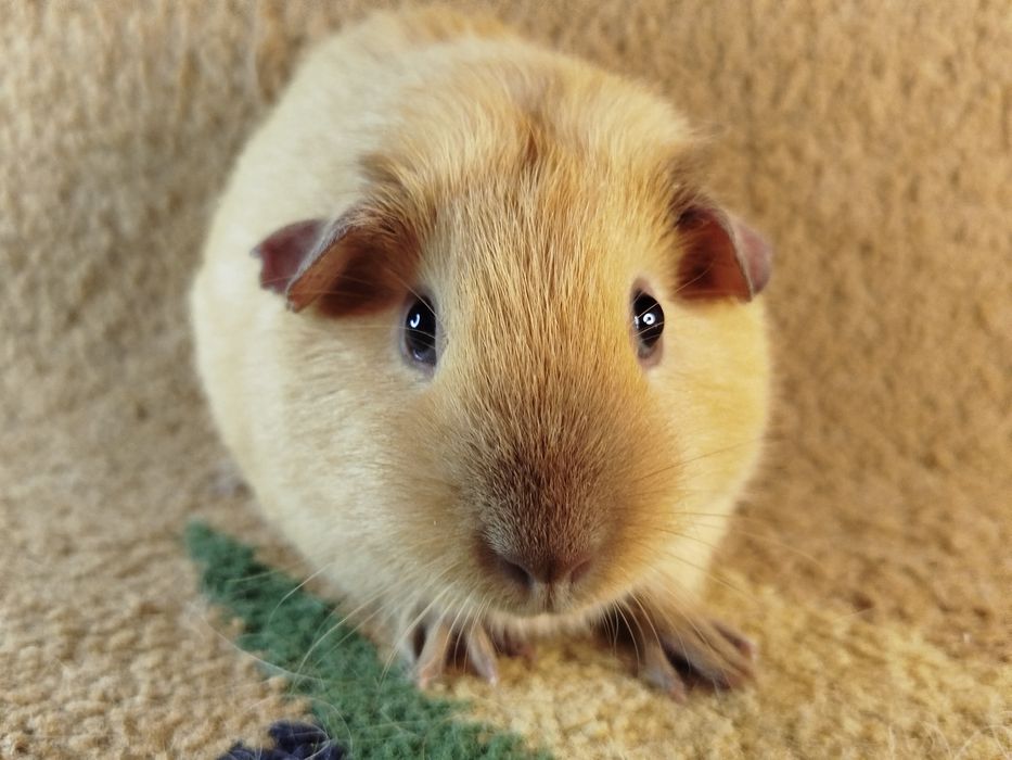 Морская свинка. Девочка. Калифорния.