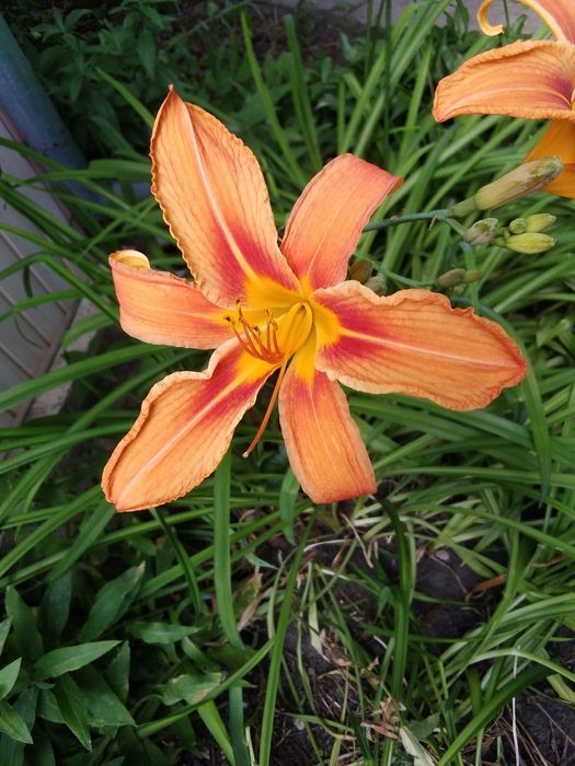 Лилейник оранжевый 1 саженец 30 грн.