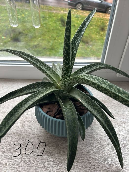 Алое, фікус бонсай кімнатні рослини