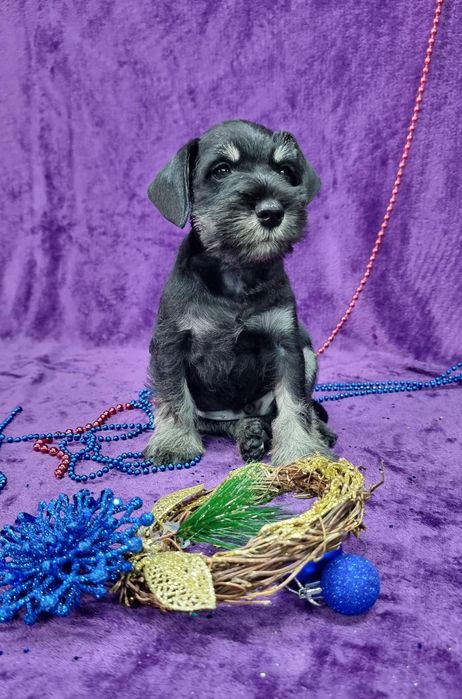 Цуценята цвергшнауцера