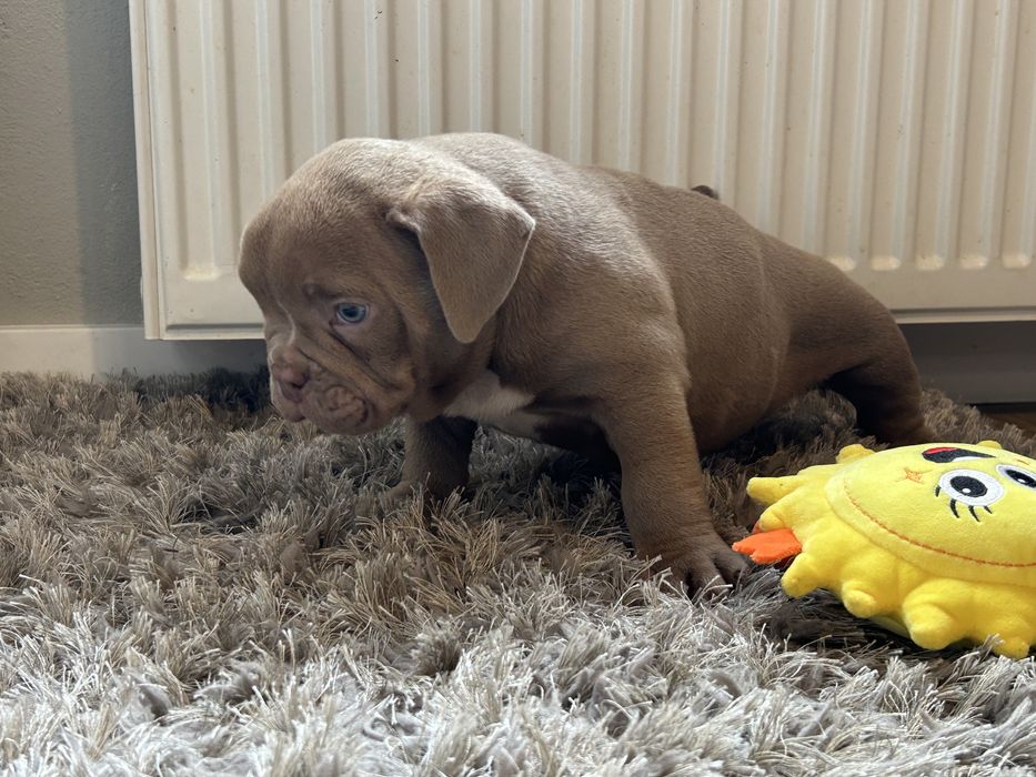 Piesek American Bully