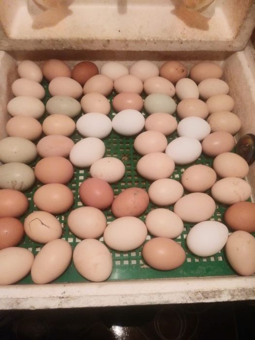 Sprzedam jaka legowe