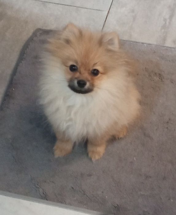 Suczka Szpic miniaturowy xxs