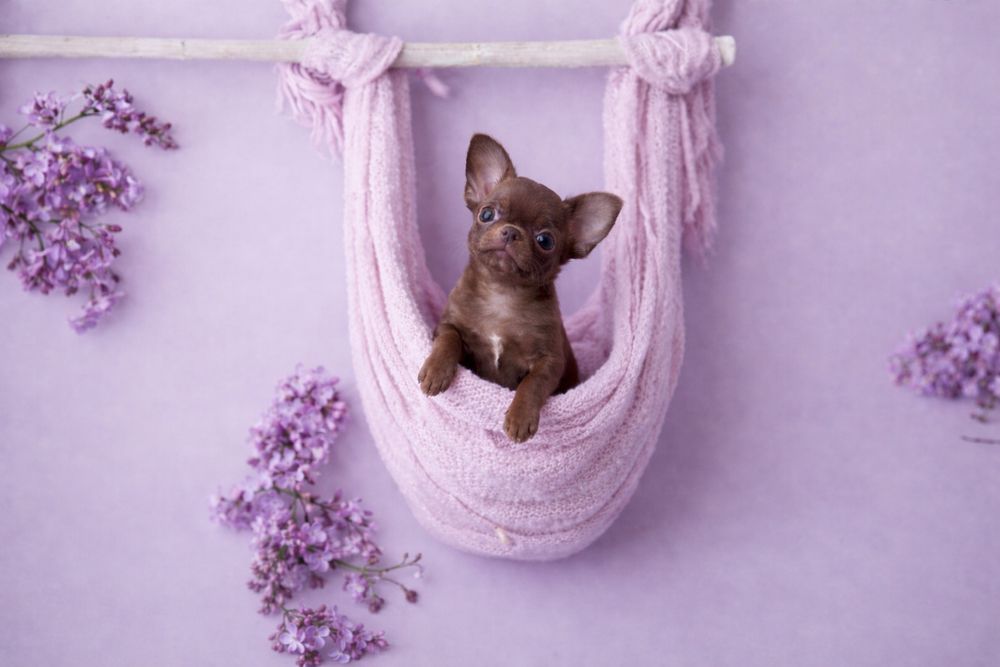 ***Czekoladowy krótkowłosy chłopczyk chihuahua***