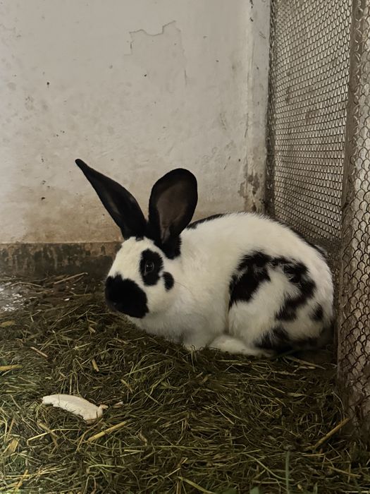 Królik samiec srokacz olbrzym  8 miesieczny młode króliki