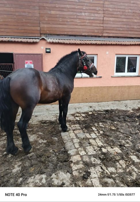 Sprzedam ogra zimnokrwistego